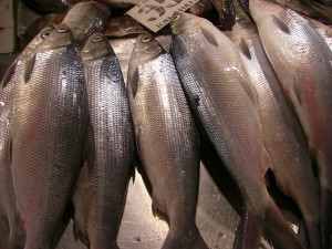 海水と淡水の混ざった水で養殖されるバゴスは養殖魚の横綱だ