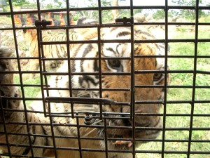 ズービックサファリでは虎の放し飼いがされ、人間がオリにはいって見物する